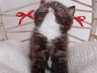 Yeni yıl çikolata british shorthair yavrum