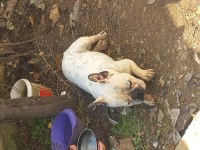 Fransız bulldog eve ve dışarıya uyumlu
