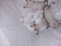 Sahiplendirme scottish fold