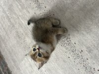 Golden british shorthair cinsi dişi