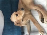 5 aylık sereceli golden retriever