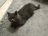 3 yaşında dişi british shorthair sevecen sıcak kanlı
