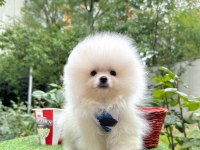 Safkan Pomeranian Boo Yavrularımız
