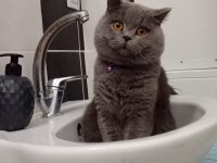 British shorthair boncuk yeni yuvasını arıyor