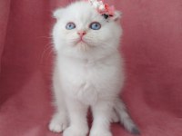 Teslime hazır dişi scottish fold yavrumuz