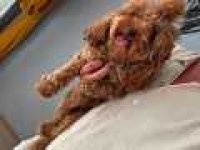 AŞILI PED EĞİTİMLİ KOYU KUSURSUZ TOY POODLE DİŞİ