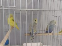 Yetiştirmek ele alıştırmak konuşturmak için muhabbet kuşlar