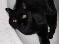 British shorthair asıl