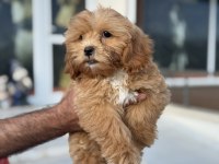 Petmode köpek çiftliğinde ziyarete açık maltipoo