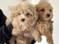 Ankarada Wc Eğitimli Maltipoo Yavrularımız