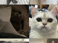 Scottish Fold Dişi ve British Erkek