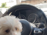 POODLE MALTİPOO 2.5 AYLIK
