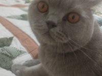 Kahverengi Bal Gözlü Kedimiz