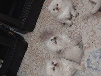 KALİTEDE TEK ADRES SHOWROOM CINS KEDİLERİMİZ