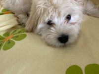 Sahibinden satılık 3 aylık maltipoo