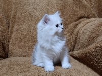 British longhair silverpoint kızımız