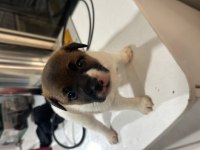 Orjinal jack russell 45 günlük oldular