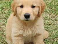 Golden Retriever Yavrularımız Orjinal Ev Aile Dostu