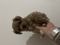Birinci sınıf kore kan maltipoo bebekler