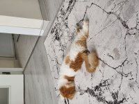 1 yaşında erkek kedişimiz exotic