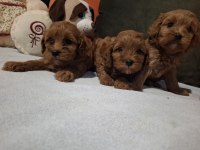 Minik ama sevgi oldu maltipoo bebekler