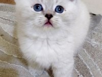 Acil Safkan British Shorthair Yavrularımız