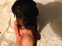 2 AYLIK DOBERMAN YAVRUMUZ