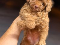KOYU RENK TOY KORE POODLE YAVRULAR