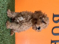 Antialerjik tüy yapısına sahip toy poodle