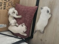 1 aylık cins kediler satılıktır blue point oyuncu kedisi