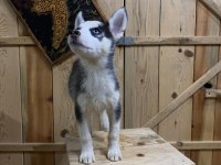 2.5 aylık dişi erkek husky yavrum mevcuttur