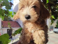 BEBEK YÜZLÜ ORİJİNAL MALTİPOO YAVRULAR