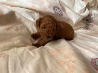 Toy Poodle Minik Köpeklerimiz