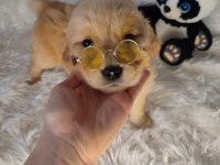 GOLDEN RETRİEVER BABY FACE KÜT BURUN