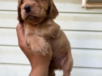 A kalite cocker bebekler