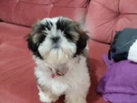A kalite shih tzu yavrularımız ırk ve sağlık garantili