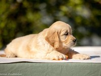 Golden Retriever Yavrular Canlı Görerek Alabilirsiniz