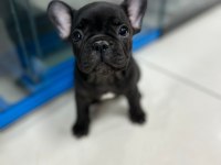 Dişi french bulldog coco 2 aylık ilk karma aşısı yapıldı