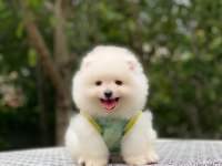 POMERANİAN BOO YAVRULARIMIZ KARŞINIZDA