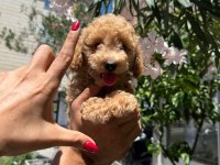 Orjinal apricot yavru poodle