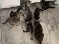2,5 Aylık Scottish Fold ve British Shorthair Yavrular