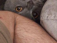 1 yaşında erkek çiftleştirme ilanı scottish fold