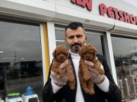 SHOW KALİTE TOY POODLE YAVRULARI FENOMEN PETS ANKARA