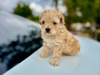 ÜST KALİTE MALTİPOO BEBEKLERİMİZ SAĞLIK GARANTİLİ