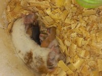 Yavru hamster