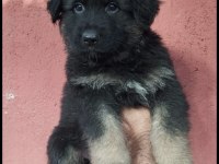 Düşük bel alman kurdu