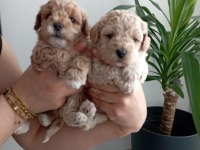 Muhteşem maltipoo bebekler