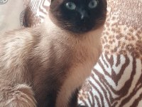 SİYAM KEDİSİ ERKEK 2 yaşında Sahiplendiriyoruz