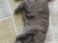 Scottish fold kedimiz