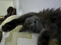 British Longhair 1 yaşındaki kızıma eş arıyorum